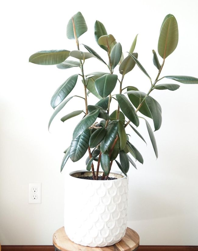 Explore our collection of Rubber Plants