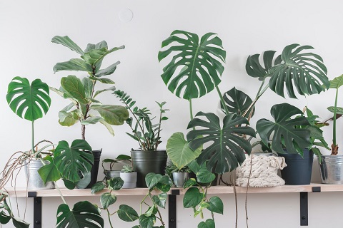 tropical plants