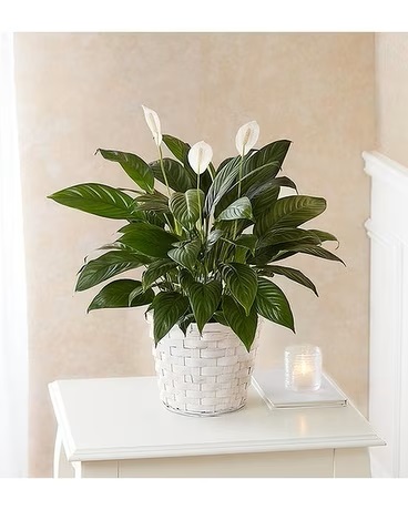 Peace Lily Decor