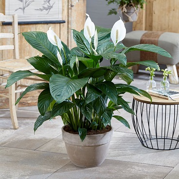 Peace Lily Decor