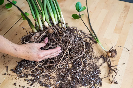 plant with its roots spread out on a wooden surface, showing soil and rhizomes