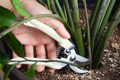 cutting stem for propagating ZZ plant