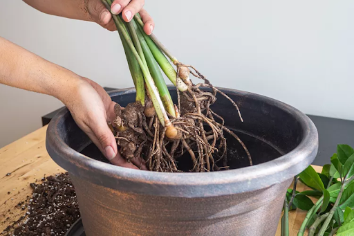 Hands holding the roots and stems of a plant above a large, empty pot