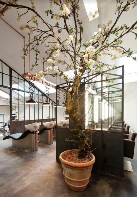 mogeen-blossom-tree-in-salon