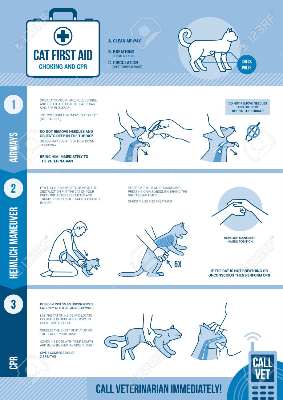 Cat And Small Animals Cpr And First Aid For Choking And Reanimation.. Royalty Free Cliparts, Vectors, And Stock Illustration. Image 71815698.