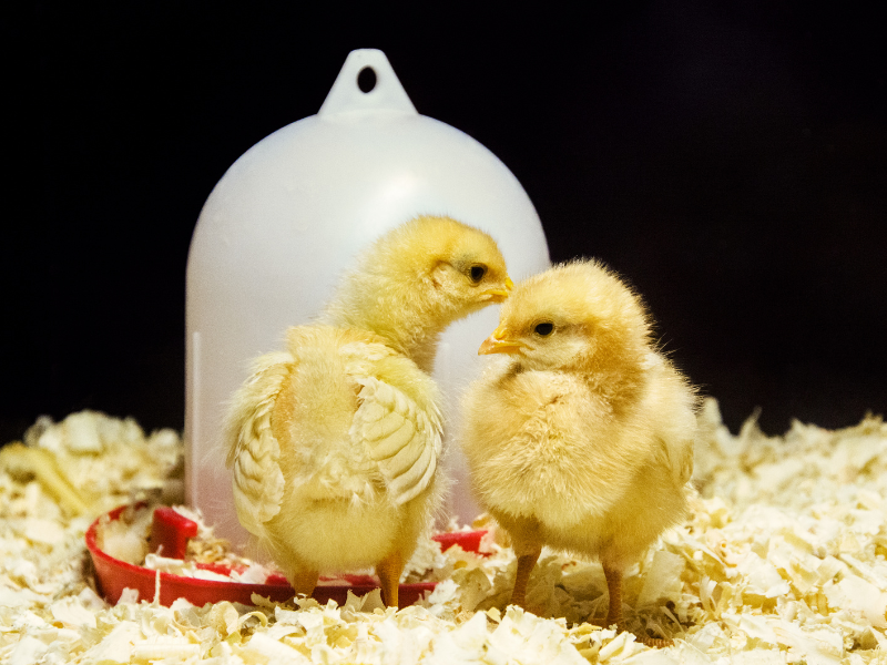 How to Care For Baby Chicks – Ready Store