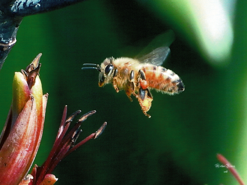 Self-pollinated plants