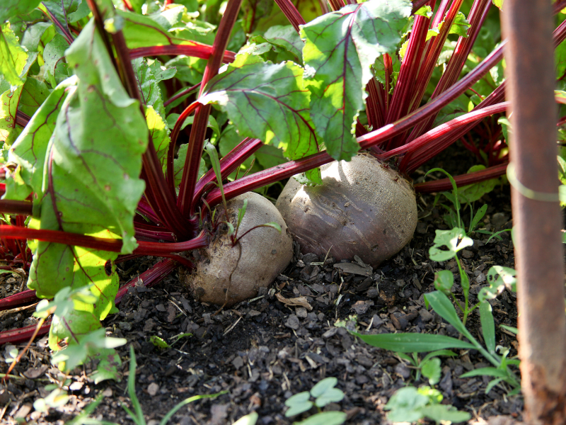 Biennial plants