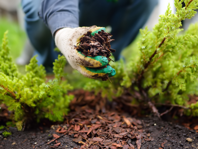 Mulch for water conservation in gardens