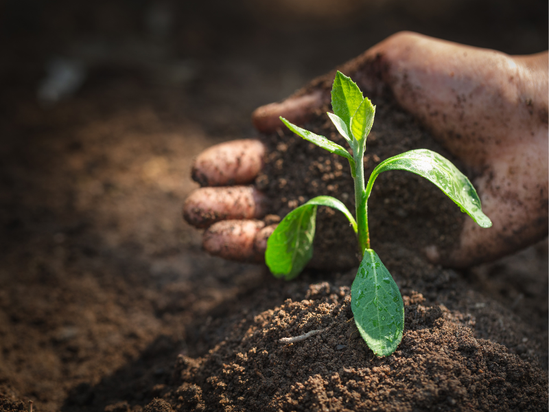 Compost to improve soil quality