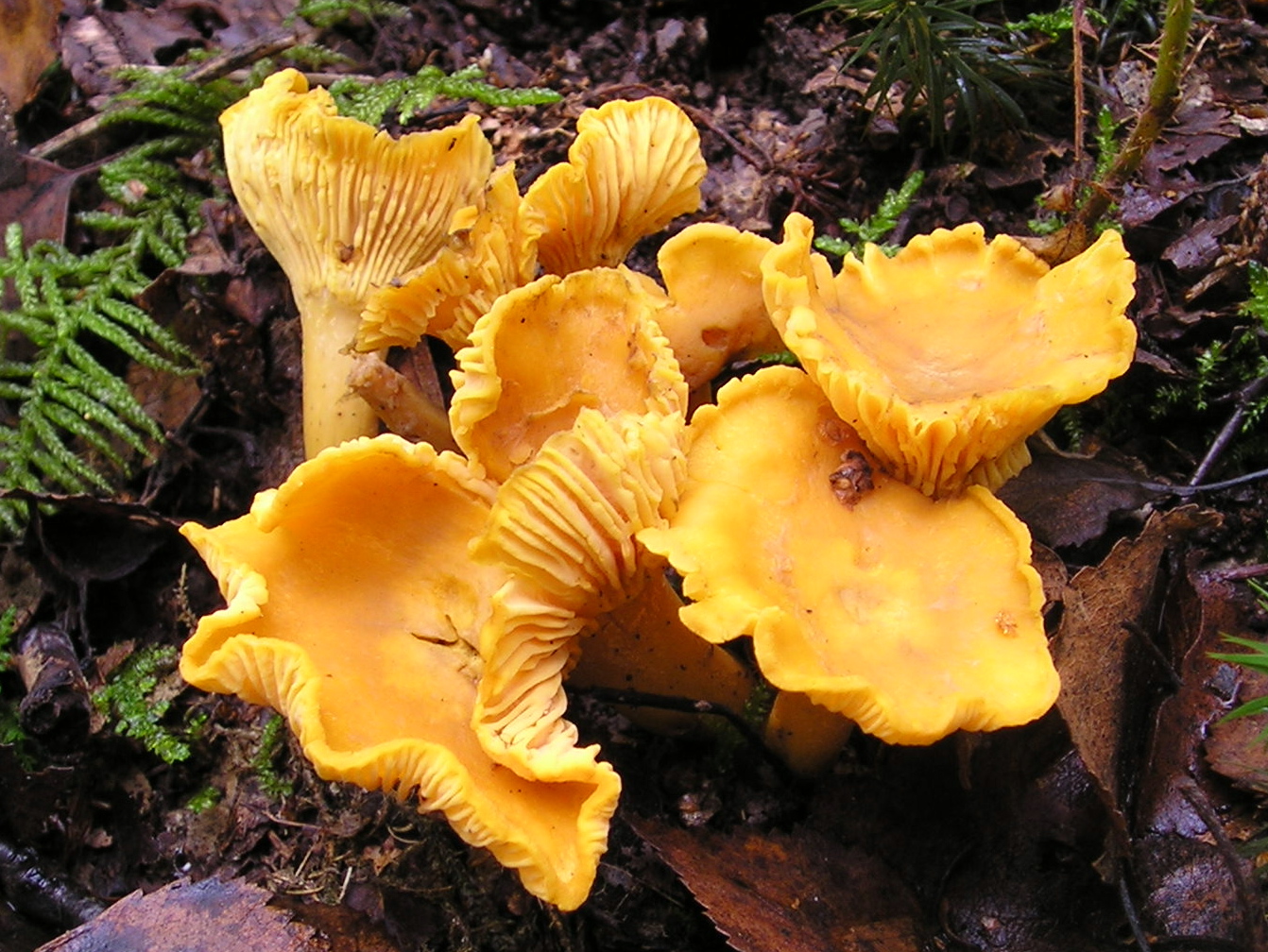 Chanterelles Wild Edible Mushrooms