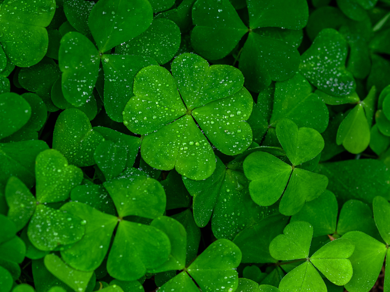 Clover plant