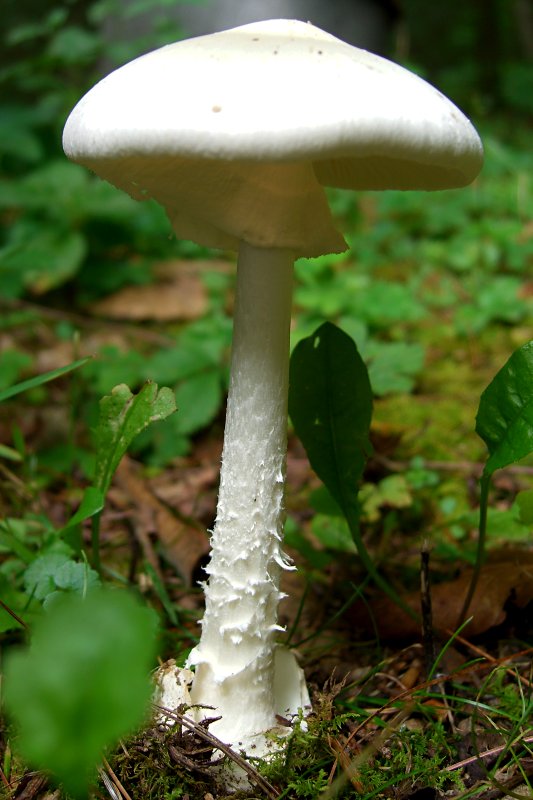 Destroying Angels Not Edible Mushrooms