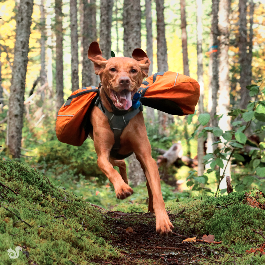 Dog with an emergency go bag