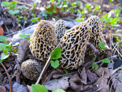 Morels Wild Edible Mushrooms