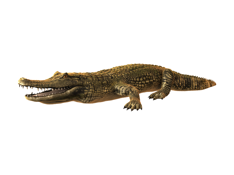 Alligator