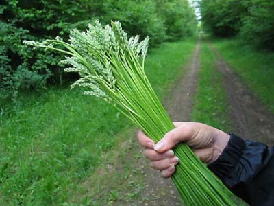 Wild asparagus plant