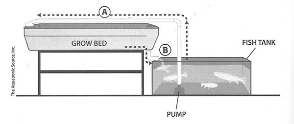 Aquaponic Basic Design