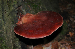 Beefsteak Polypore Wild Edible Mushrooms