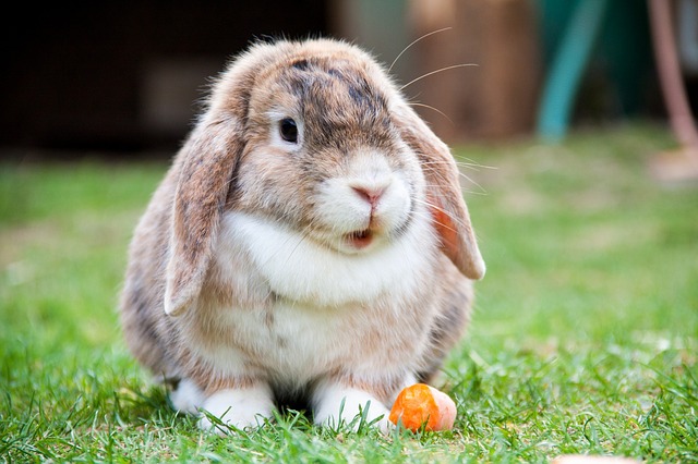 Rabbit hutch example