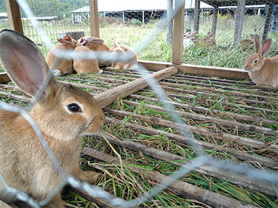 DIY rabbit hutch