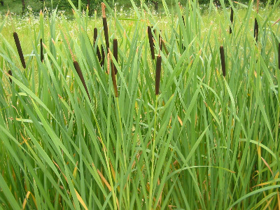 Wild cattail plant