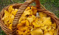 Chanterelles Wild Edible Mushrooms