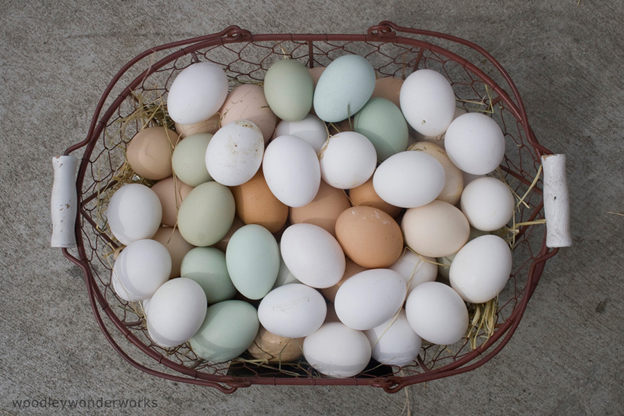 8 Kinds of Bird Eggs you Can Eat