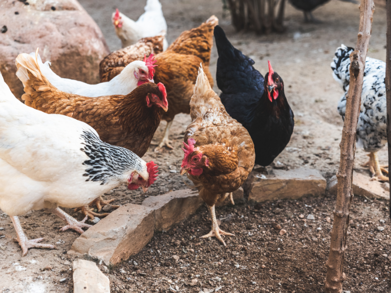 Backyard chickens in a coop