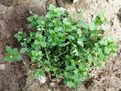 Wild chickweed plant