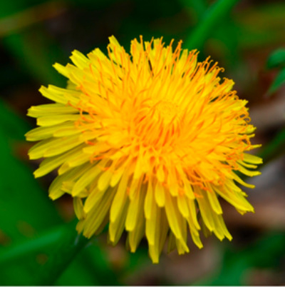 Wild dandelion plant