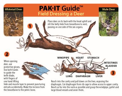 How to Gut a Deer