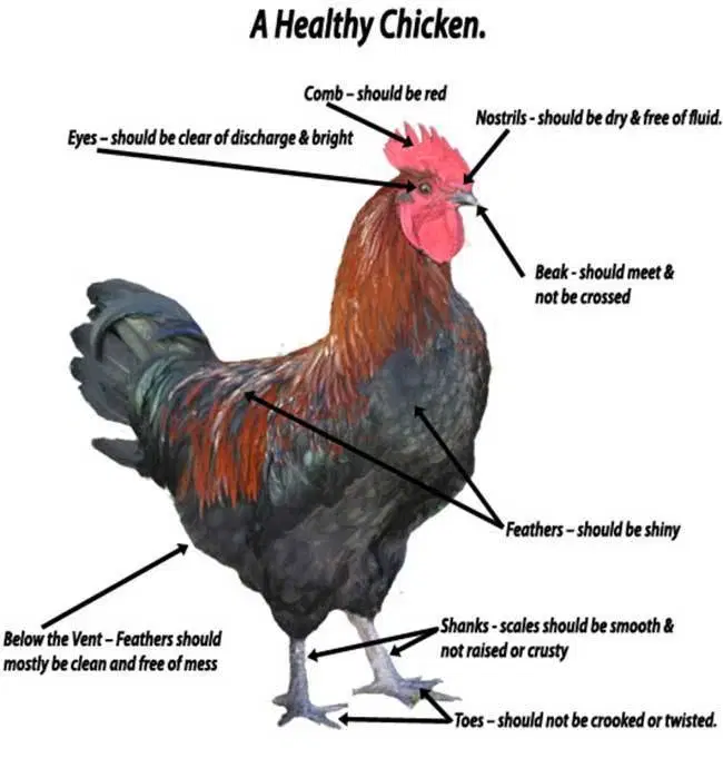 Healthy chicken in coop