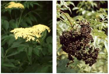 Wild elderberry plant