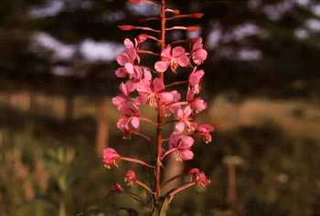 Wild fireweed plant