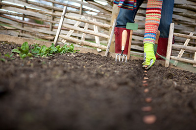 Gardening in a drought