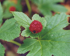 natural remedies with Goldenseal