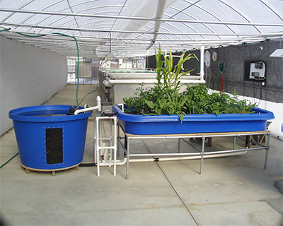 Aquaponic Plants