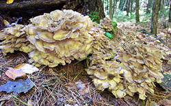 Hen of the Woods Wild Edible Mushrooms