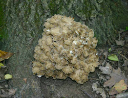 Hen of the Woods Wild Edible Mushrooms