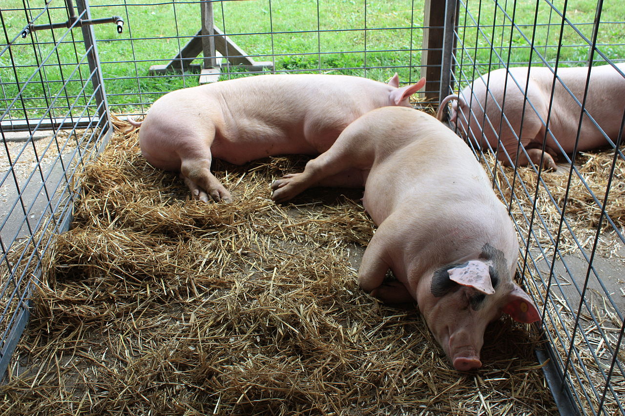 Homestead Pigs