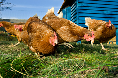 raising chickens successfully