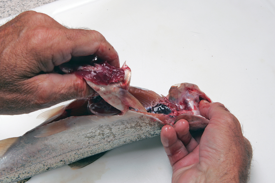 Step 3: Removing fish guts