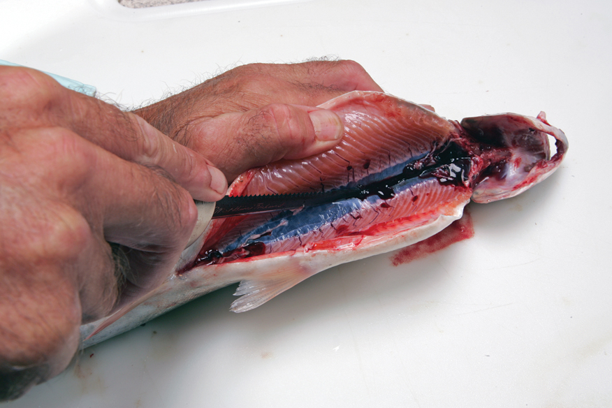 Step 4: Cleaning the kidney from the fish