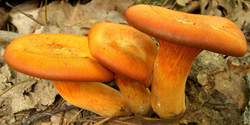 Jack O Lantern Mushroom Not Edible Mushroom