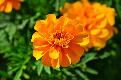 marigold-1493160_1920