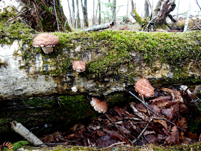 Wild Edible Mushrooms