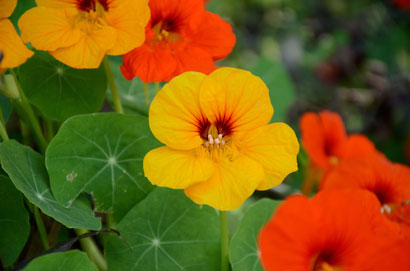 nasturtium