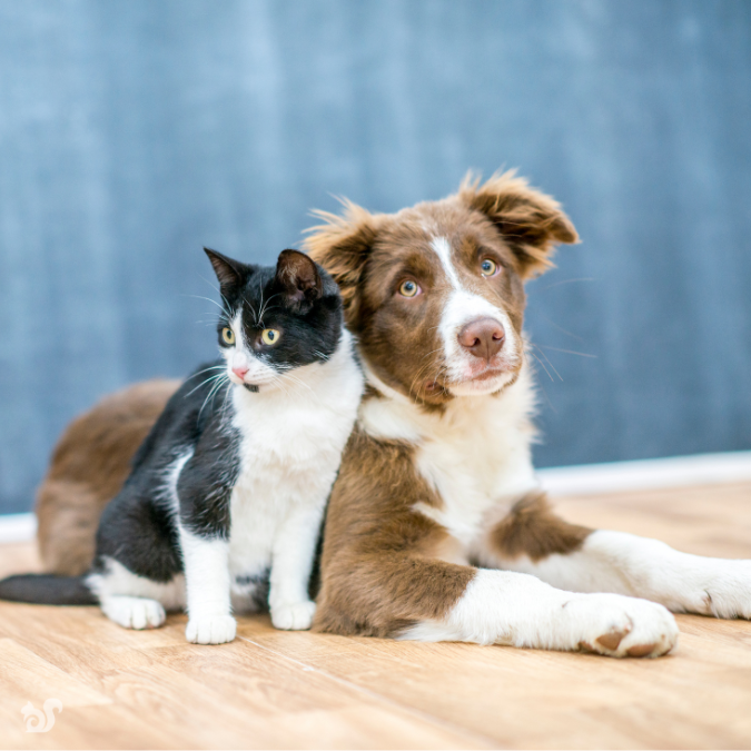 Make emergency preparations for your pet