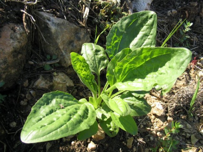 Wild plantain plant